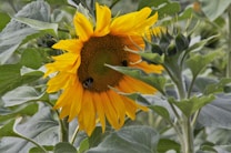 A vibrant sunflower with large yellow petals is prominently featured, surrounded by lush green leaves. Two bees are visible on the central part of the sunflower, collecting pollen. The background is filled with more green foliage, adding depth to the natural setting.