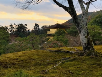 A serene cherry blossom tree framing a traditional Japanese temple under soft morning light.
