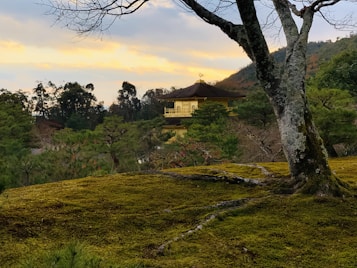 A serene landscape featuring a traditional Japanese golden temple partially obscured by lush green trees and moss-covered ground. In the foreground, a large tree trunk adds depth, and the background reveals a soft, colorful sky approaching sunset.