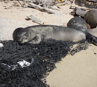 black sealion on net