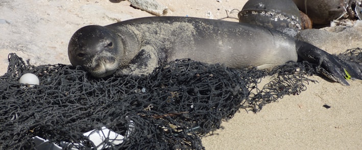 black sealion on net