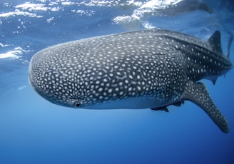 gray whale underwater