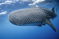 A large whale shark swims gracefully underwater. Its body is spotted with a unique pattern of white dots and lines against a grayish skin. The surrounding ocean is a deep blue, creating a serene and majestic underwater scene.