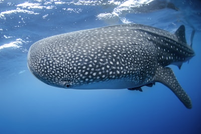 A large whale shark swims gracefully underwater. Its body is spotted with a unique pattern of white dots and lines against a grayish skin. The surrounding ocean is a deep blue, creating a serene and majestic underwater scene.