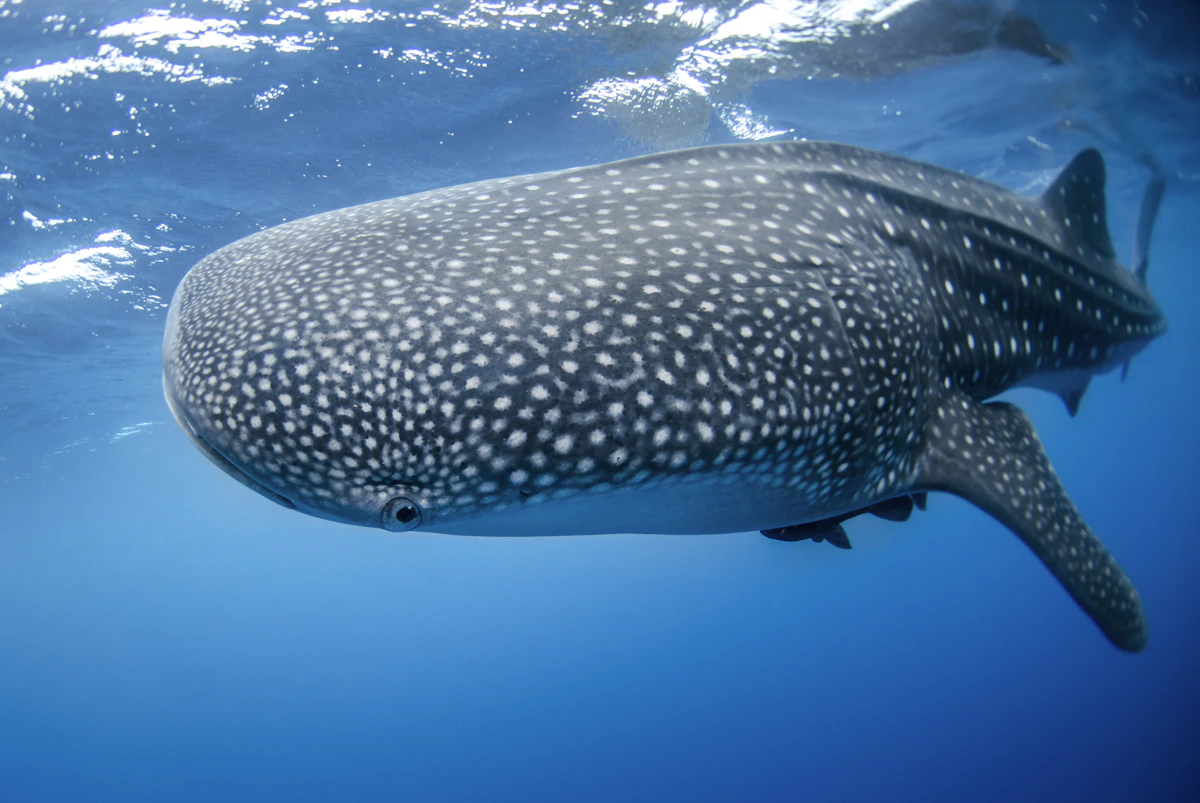 A whale shark gliding through clear blue water, seen from above and slightly behind