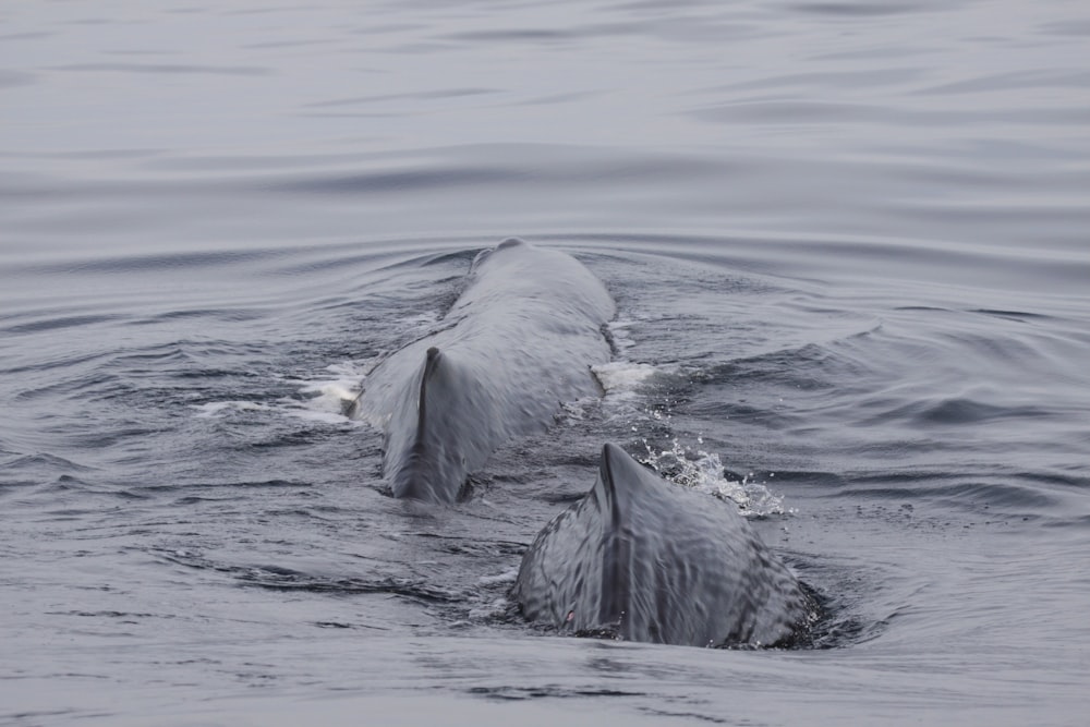 two gray fish