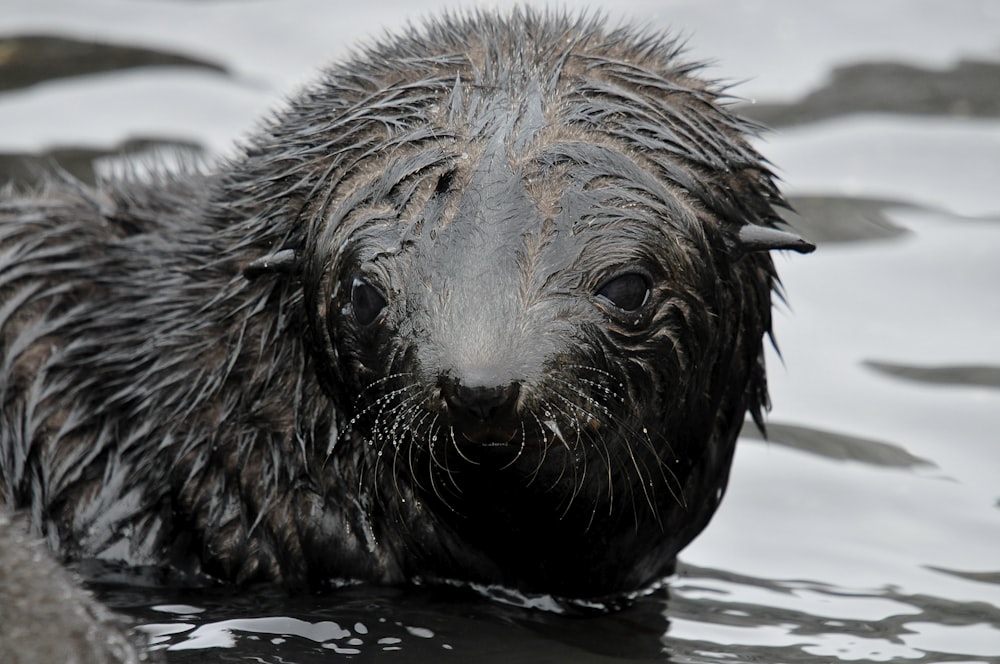 black sealion on body of water