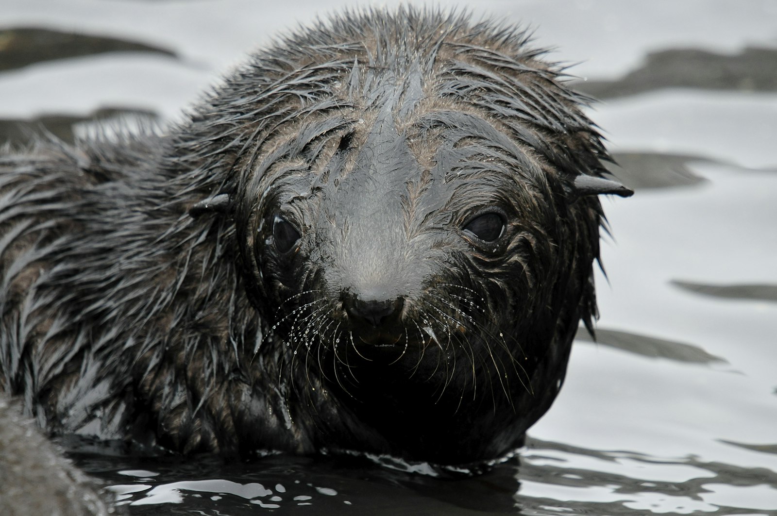 Sigma 50-500mm F4-6.3 EX APO RF HSM sample photo. Black sealion on body photography