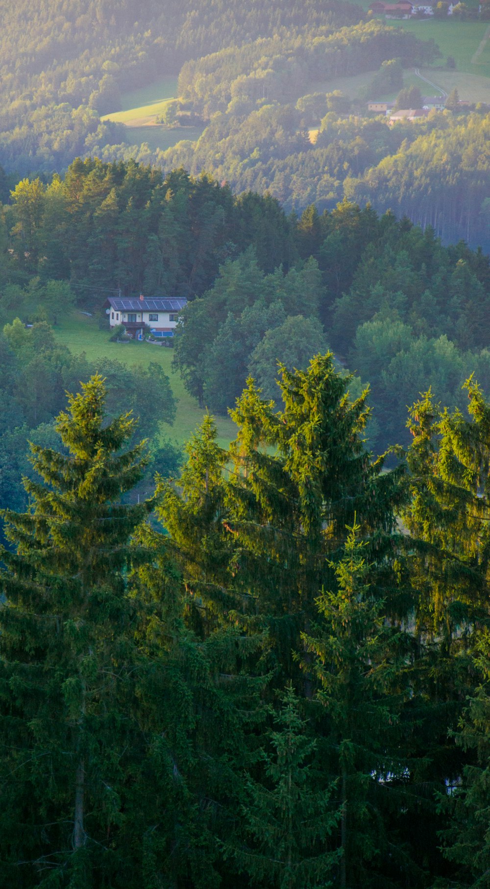 aerial photography of pine trees