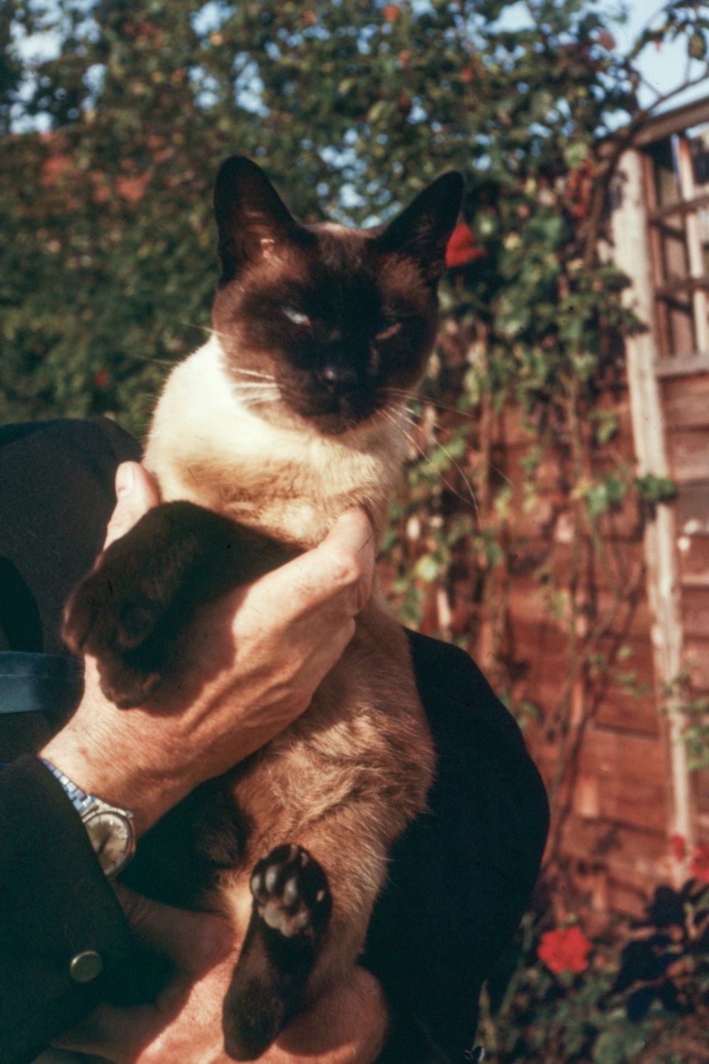 Himalayan cat