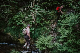 Two individuals are hiking through a lush, green forest. One person is walking across stones in a small stream, while the other is climbing a steep, fern-covered slope. Both are wearing outdoor gear and carrying backpacks, suggesting they are on a nature excursion.
