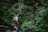 Two individuals are hiking through a lush, green forest. One person is walking across stones in a small stream, while the other is climbing a steep, fern-covered slope. Both are wearing outdoor gear and carrying backpacks, suggesting they are on a nature excursion.