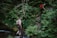 Two individuals are hiking through a lush, green forest. One person is walking across stones in a small stream, while the other is climbing a steep, fern-covered slope. Both are wearing outdoor gear and carrying backpacks, suggesting they are on a nature excursion.