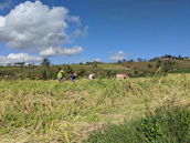 Traditional Torajan landscape with cooperative members working together.