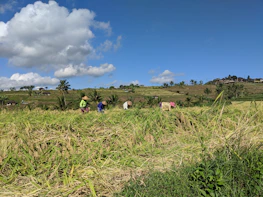 Traditional Torajan landscape with cooperative members working together.