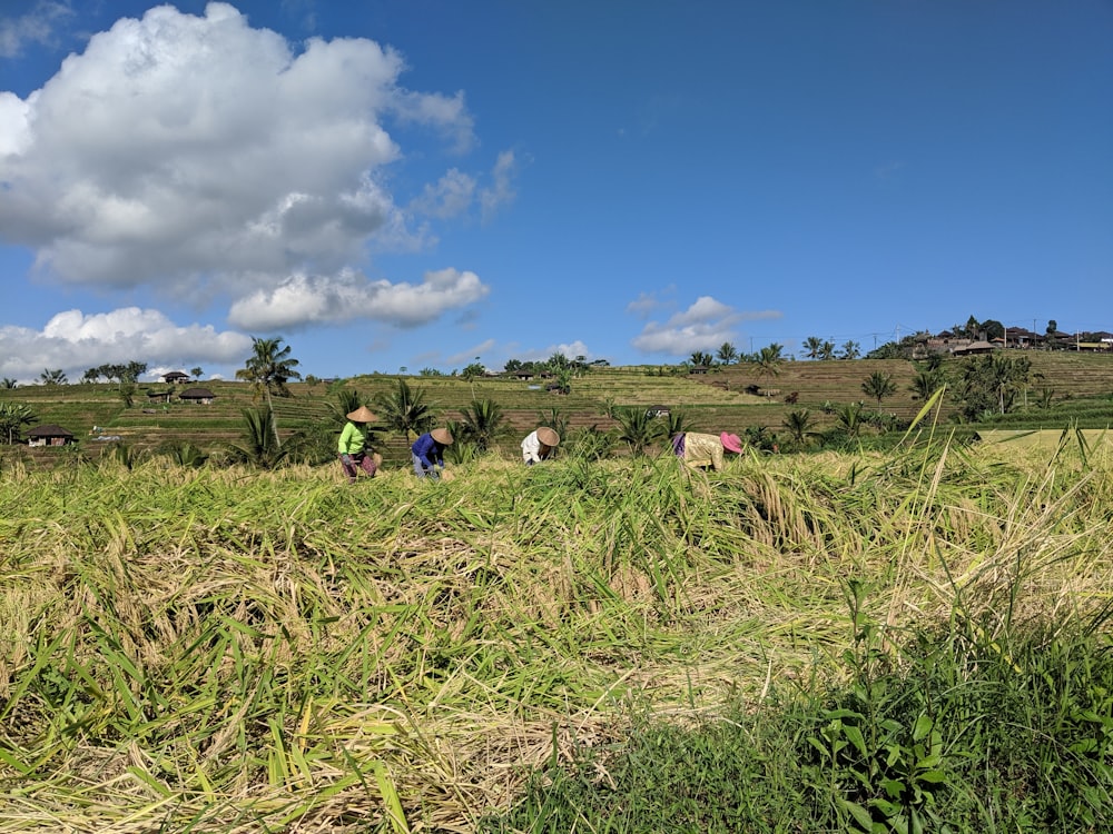 people wearing brown straw hat working on field