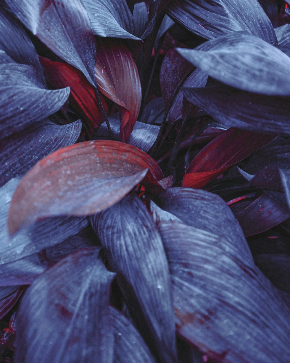 shallow focus photo of blue plants