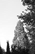 A serene image of walnut trees in the Himalayas.