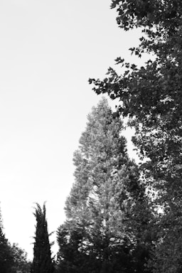 A serene image of walnut trees in the Himalayas.