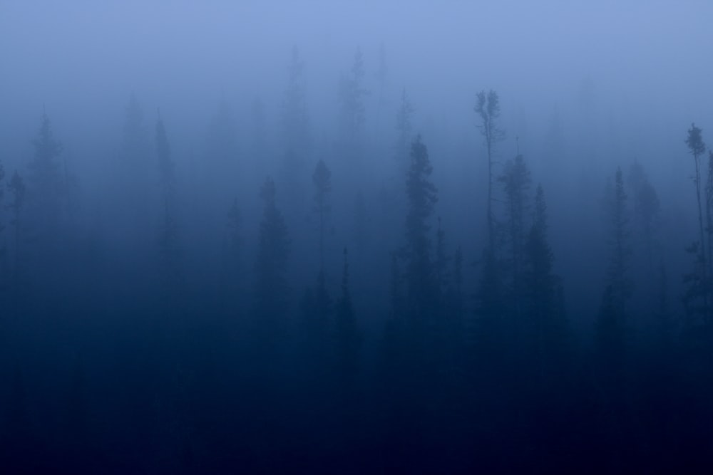 a foggy forest filled with lots of trees