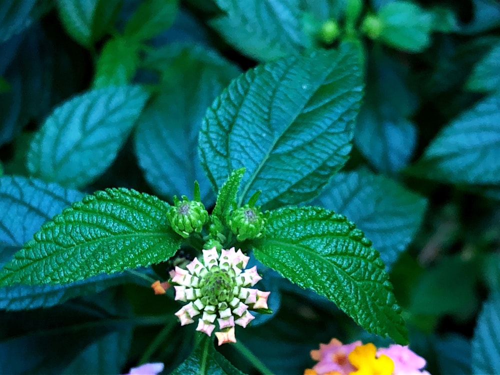 white petaled flower