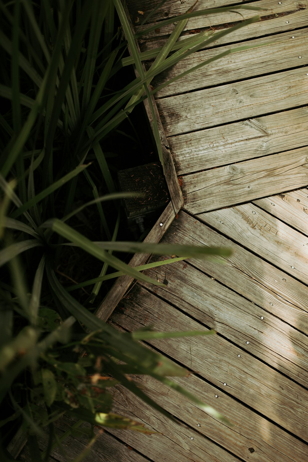 a cat sitting on a wooden deck next to a plant