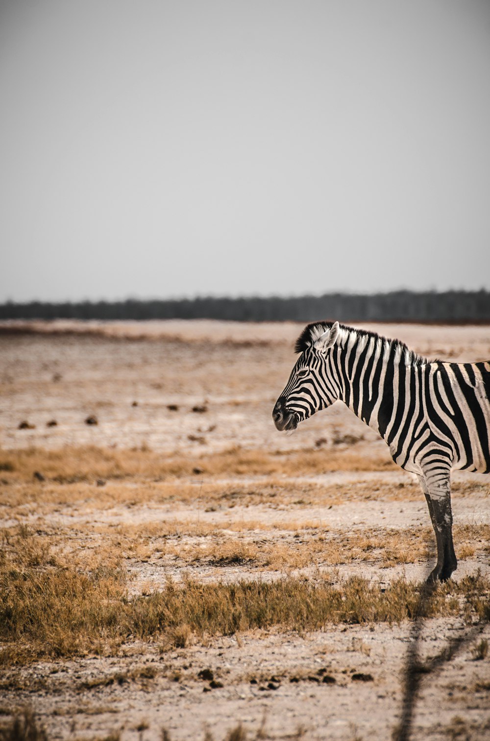 white and black zebra during daytime
