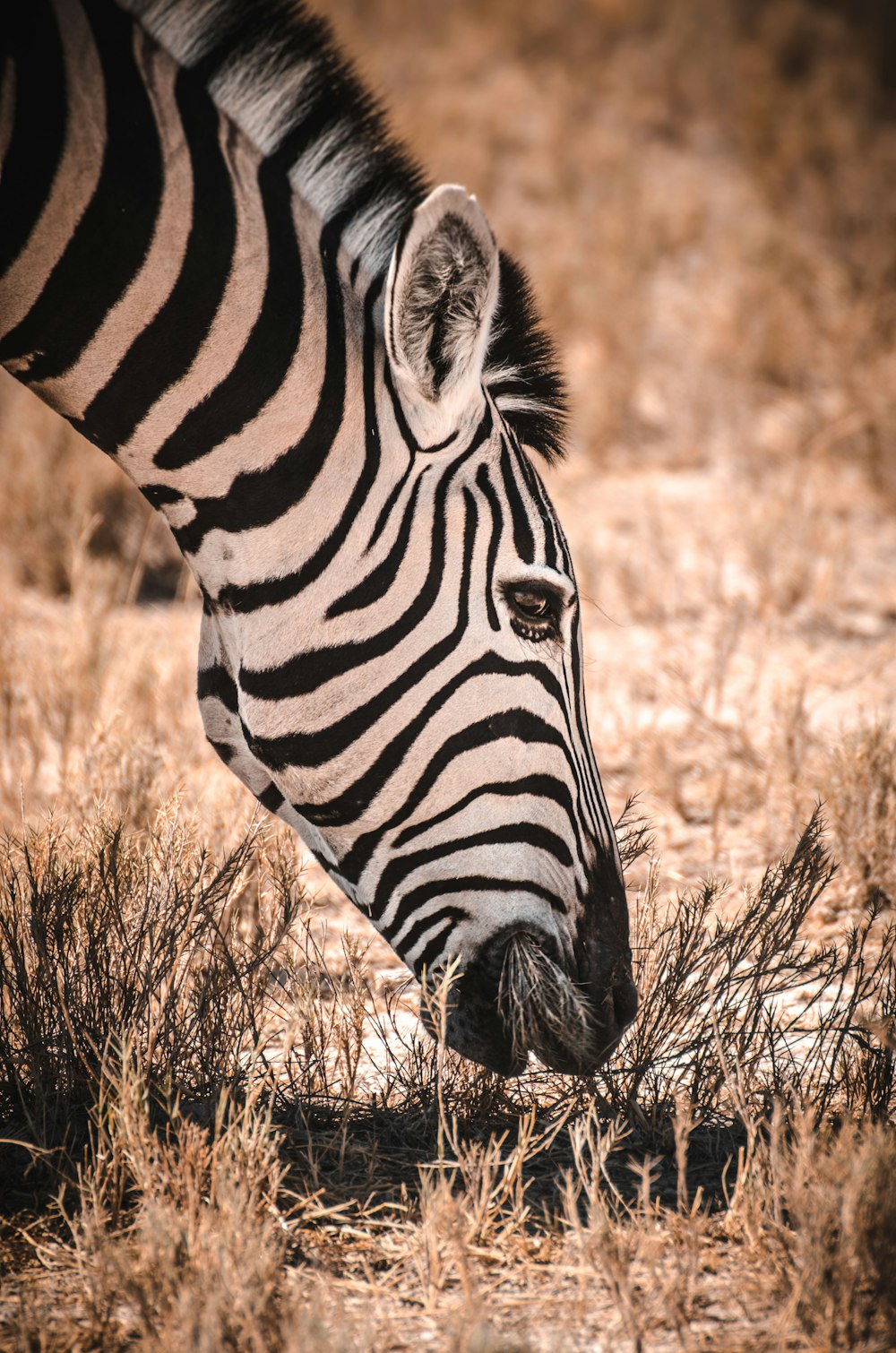 Zebra eating grasses