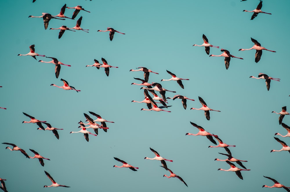 oiseaux noirs et blancs