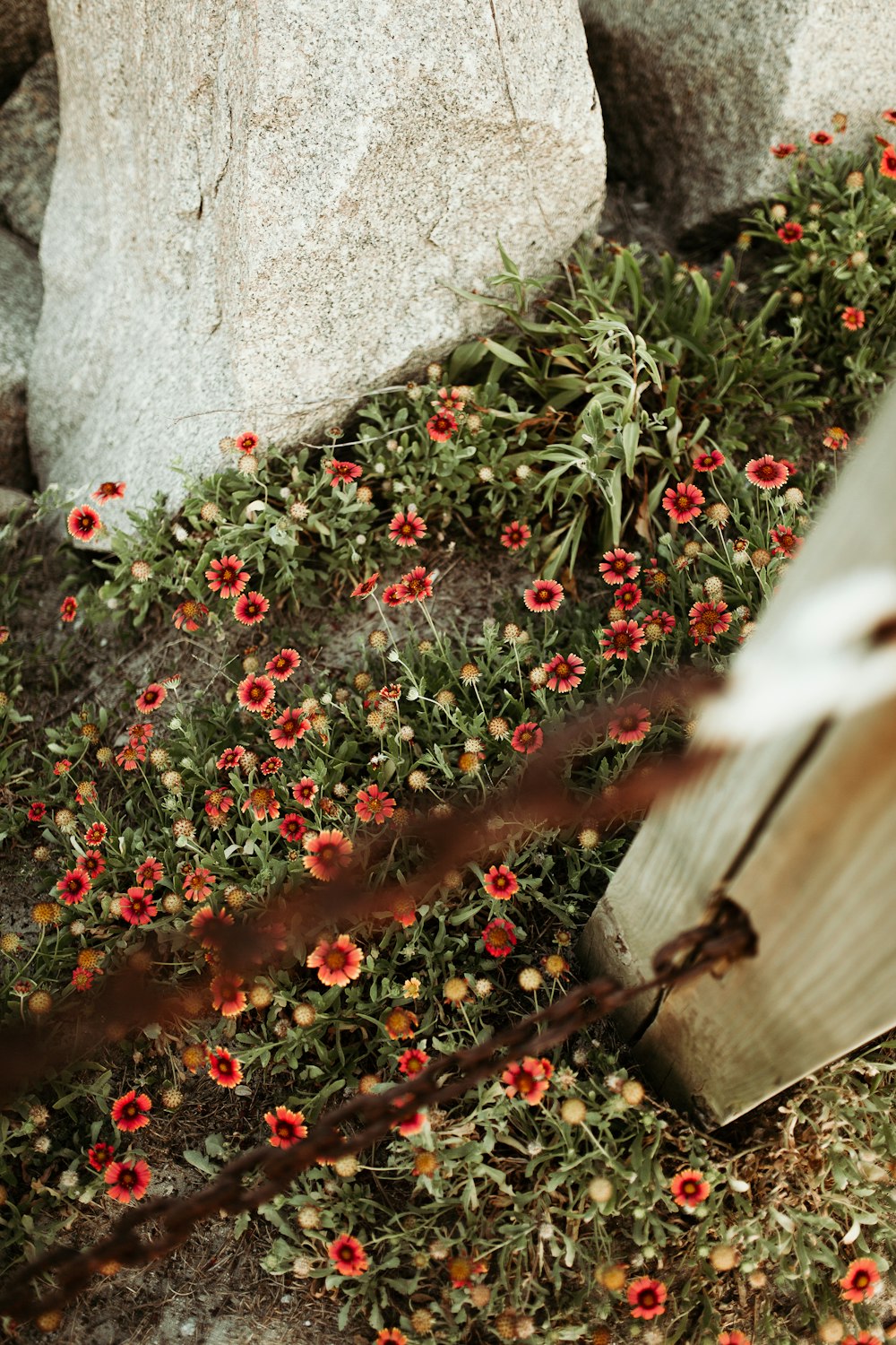 pink and red flowers between rocks and chain fence blooming