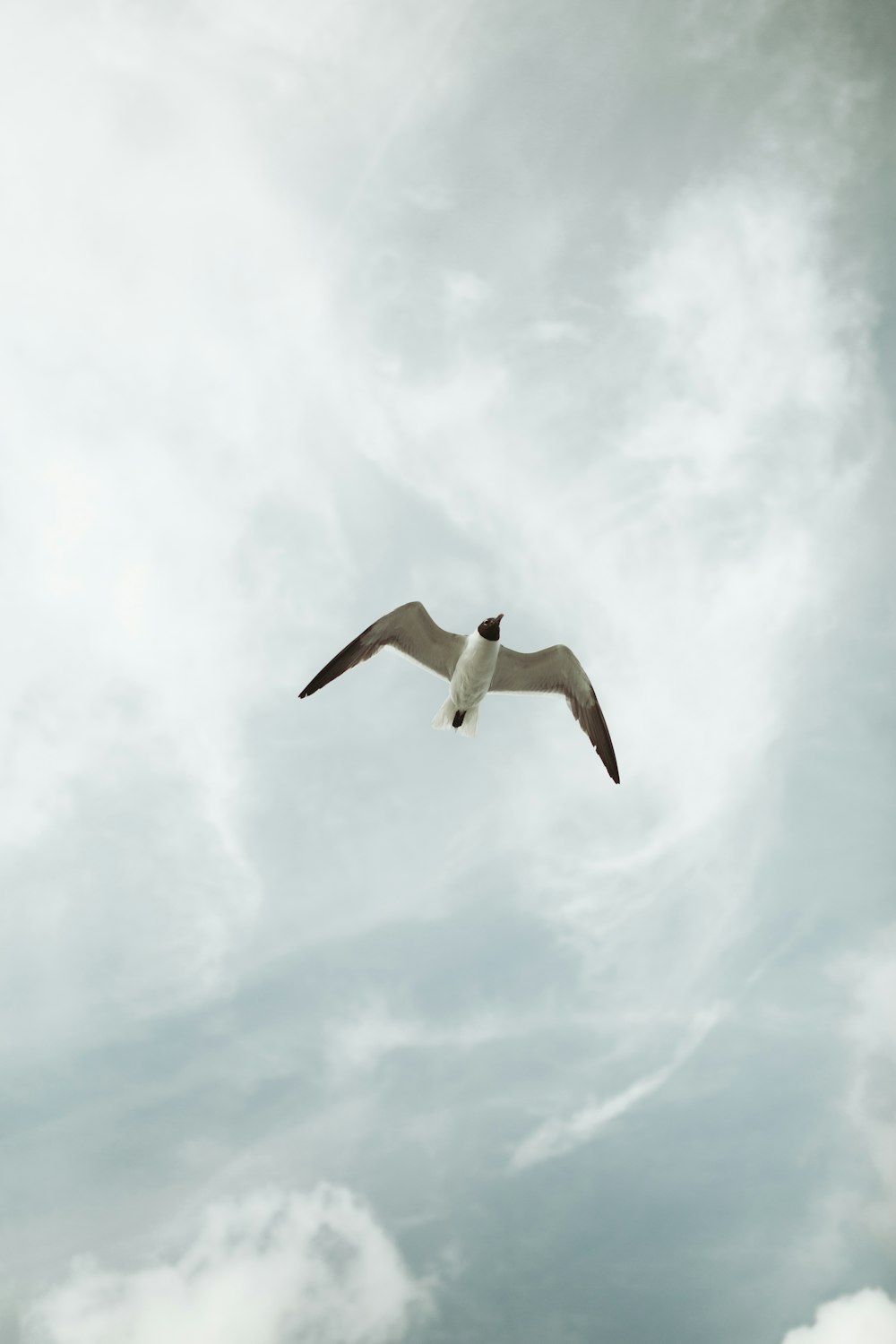 Uccello bianco volante