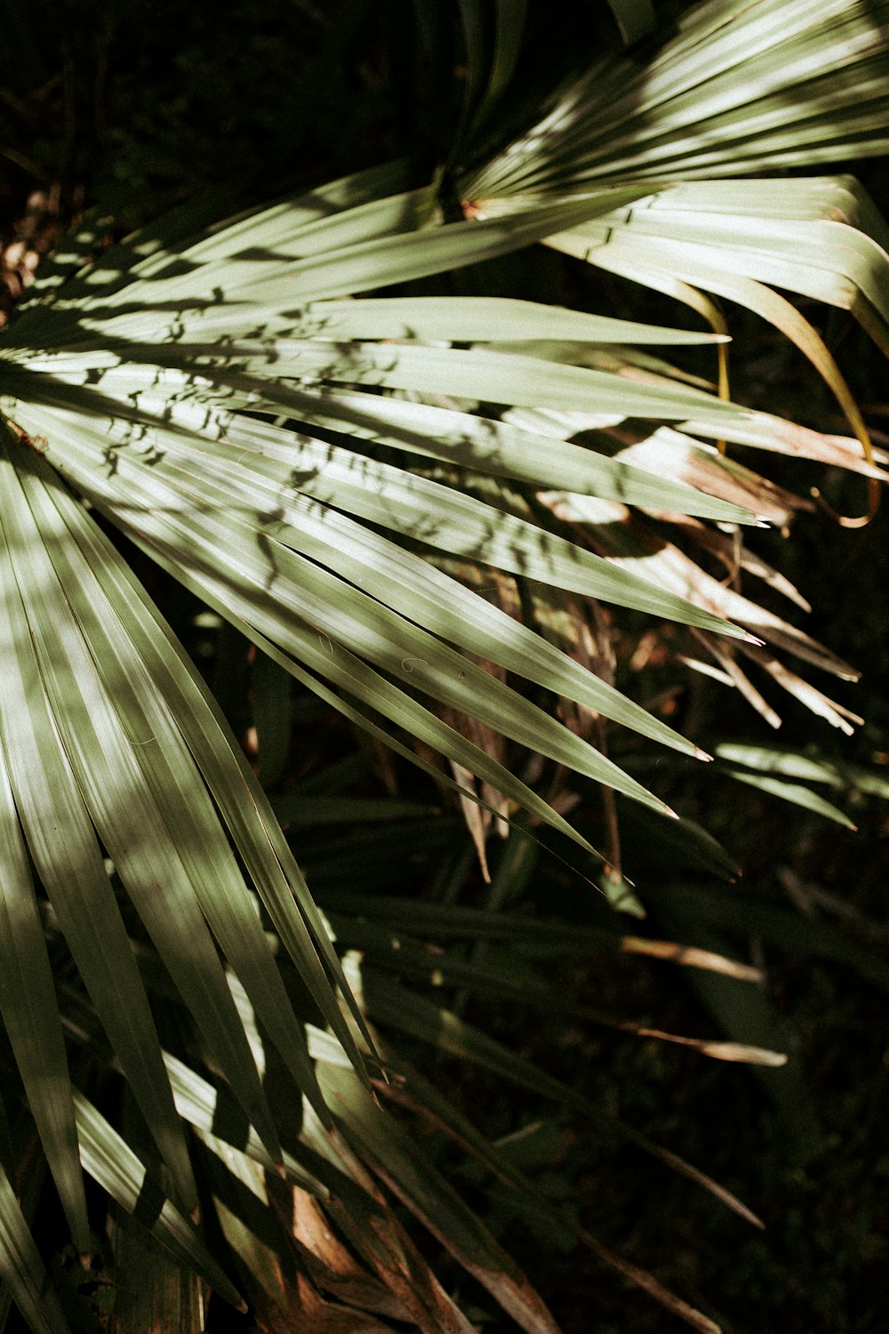 green palm leaves