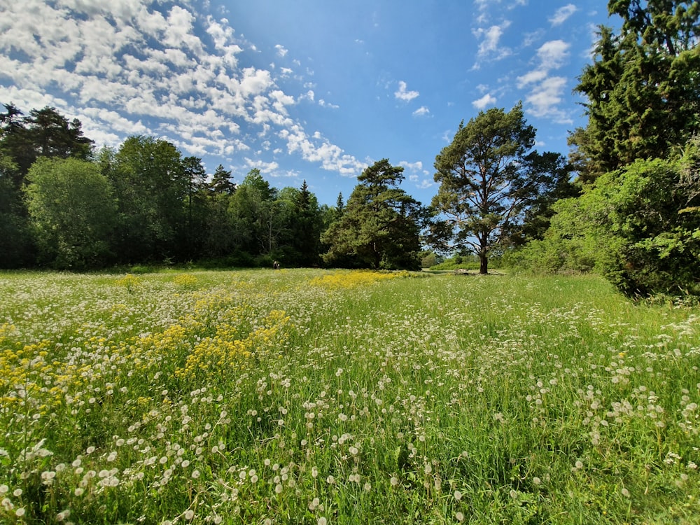 green trees and grass under blue sky