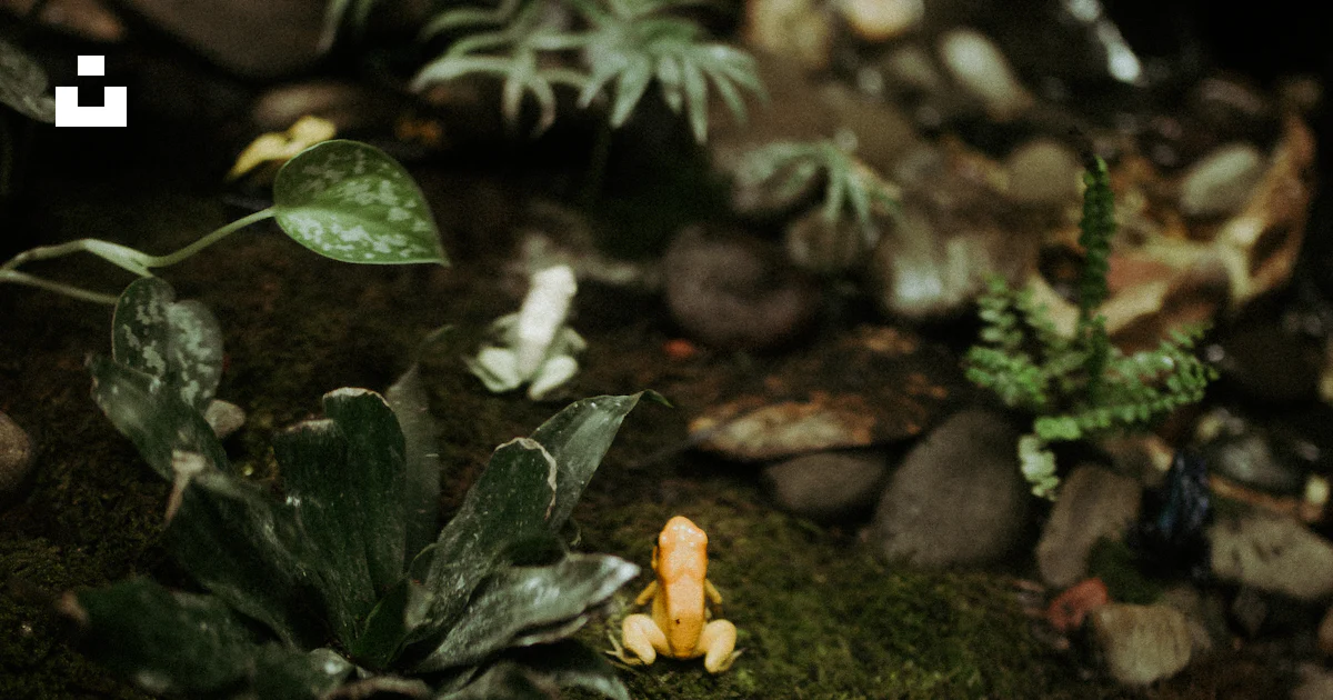 Green leaf plant close-up photography photo – Free Flower Image on Unsplash