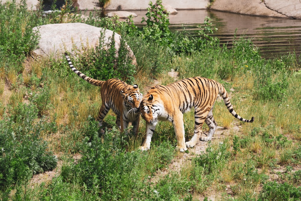 two brown tigers on green grass near large stone