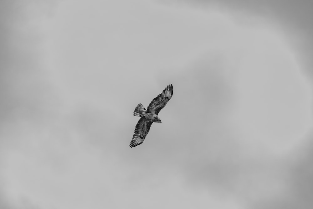 grayscale photo of bird flying