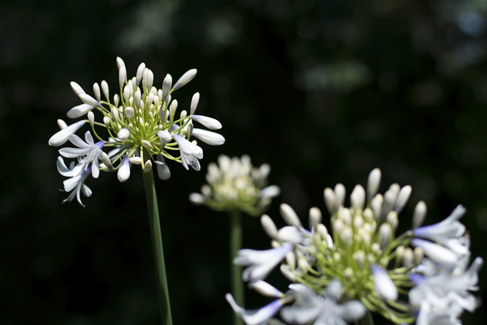 flores de pétalos blancos