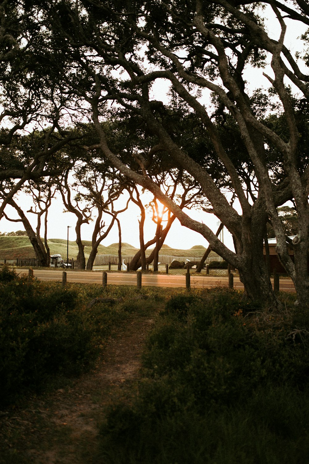 silhouette of trees