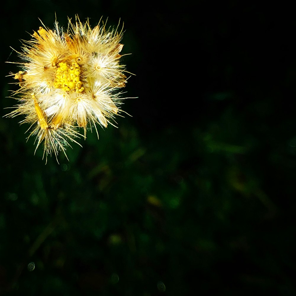 yellow petaled flower close-up photography