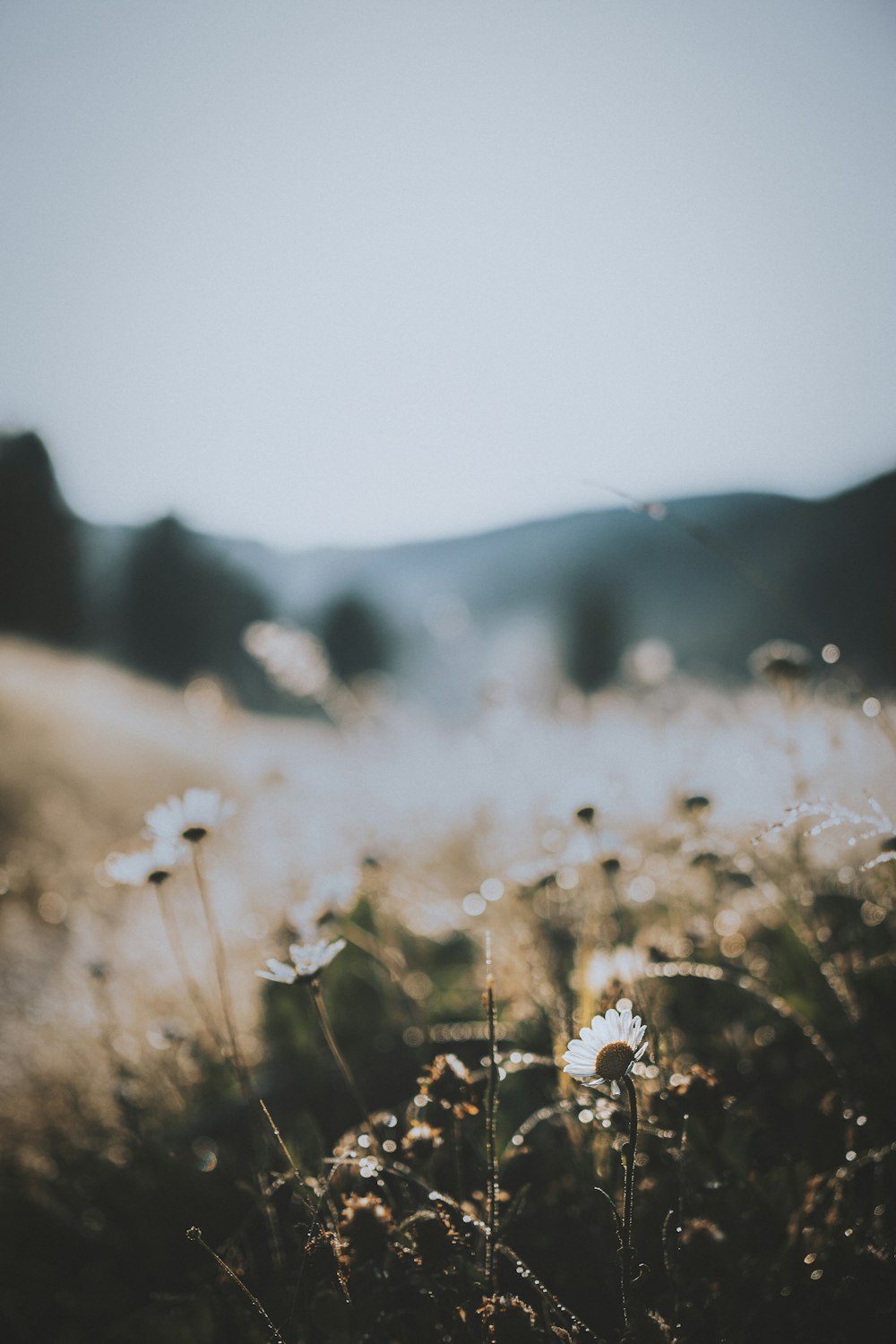 white daisies in bloom