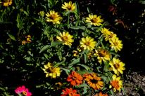 Close-up of colorful flor arrangements in natural light.