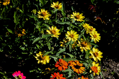 Close-up of colorful flor arrangements in natural light.