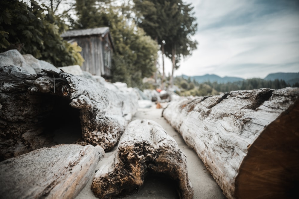 brown wood bark and log photo