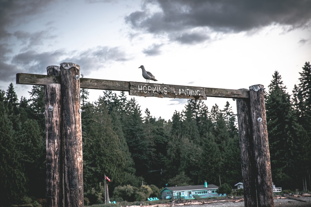 Forest photo spot Gibsons Squamish River