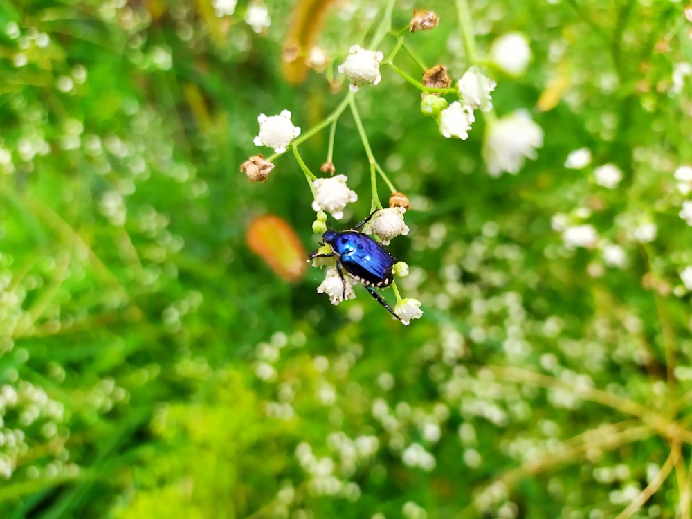 blue insect on flowers