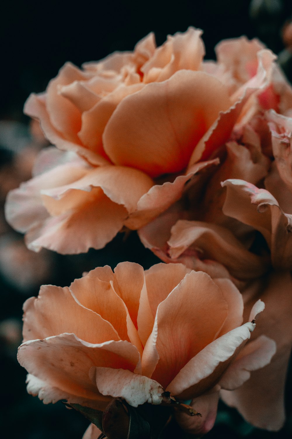 deux photographie en gros plan de fleurs à pétales bruns