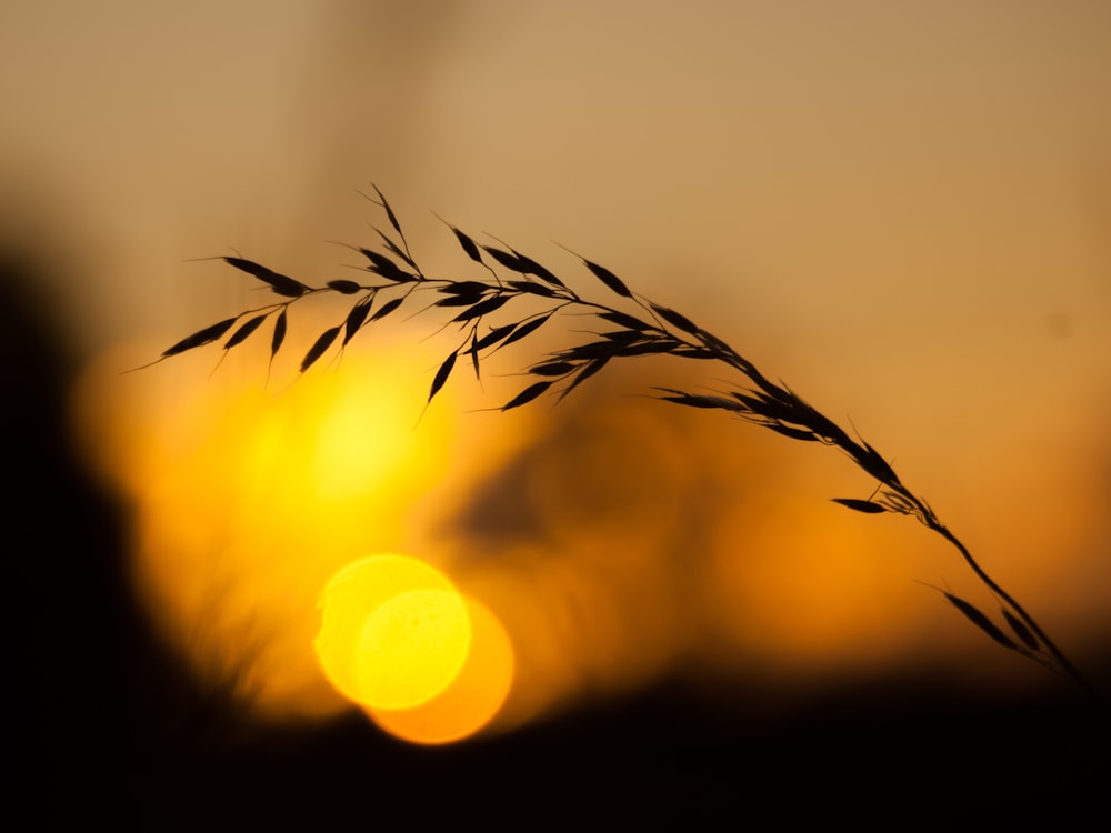 silhouette photo of leaf