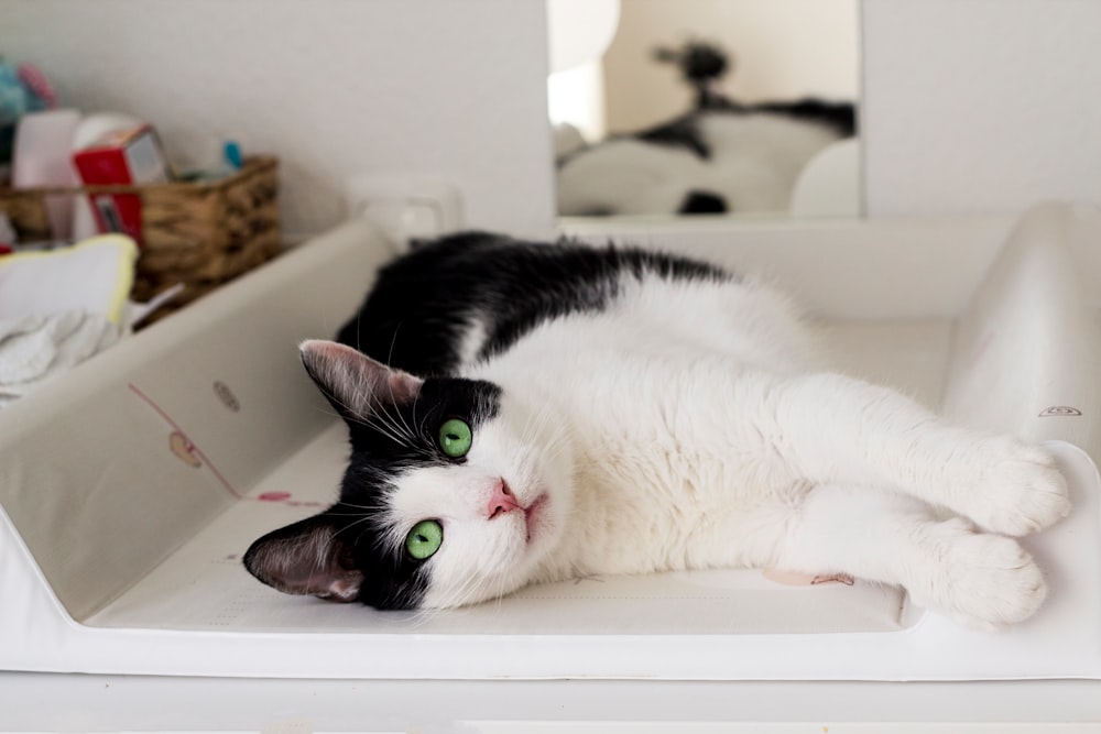 white and black cat lying on white surface