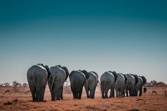 Elephants in etosha national park