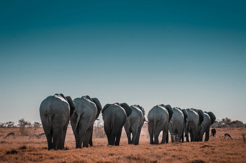 Elephant herd at an Etosha waterhole